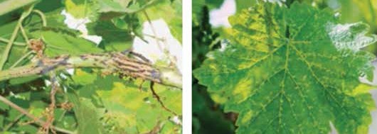 Bağda ölükol nedeniyle sürgün boğum aralarındaki çatlamalar ve Bağda ölükol’un yapraktaki belirtileri.